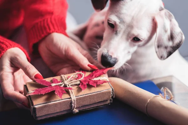 Sweetie Překvapující Bílý Mazlíček Pes Zvědavě Dívá Karton Ručně Vyráběné — Stock fotografie