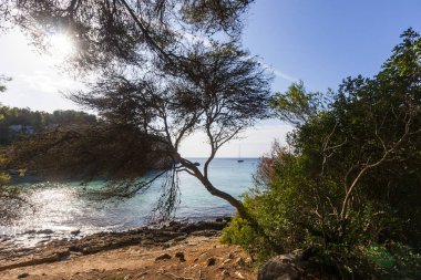 Güneşli bir sabah, Minorca ağaçları arasında görülen Macarella beach