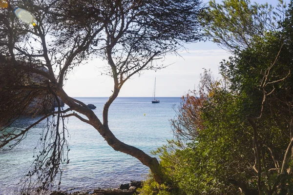Macarella strand gezien tussen de bomen op een zonnige ochtend, Minorca — Stockfoto