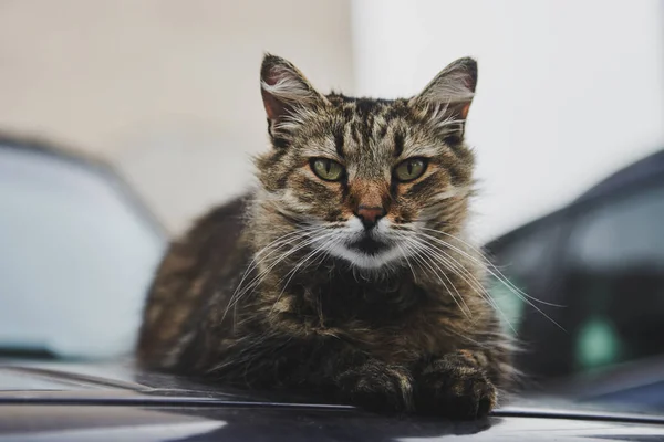 Einsame Hofkatze Mit Grünen Augen Die Auf Der Motorhaube Eines — Stockfoto