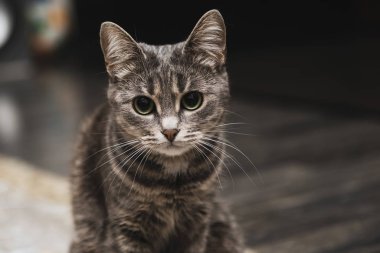 Büyük yeşil gözlü güzel çizgili gri kedi portresi. Evde koca kulaklı meraklı bir evcil hayvan. Hayvanlar kameraya bakar.