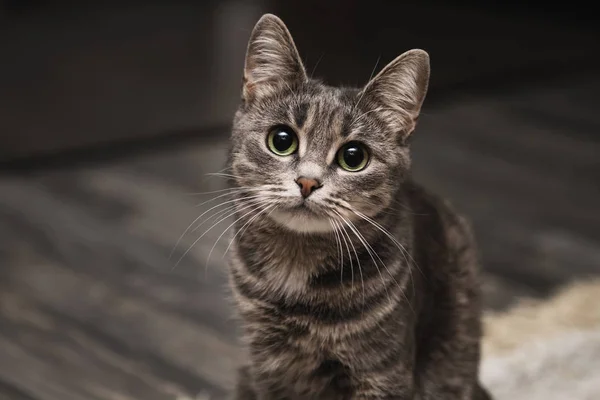 Portrait Beautiful Striped Grey Cat Big Green Eyes Curious Playful — Stock Photo, Image