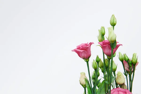 Schöne Rosa Und Junge Grüne Rosen Isoliert Auf Dem Weißen — Stockfoto