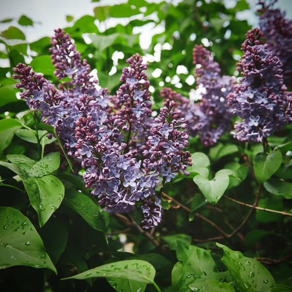 晴れた日に雨の後にバイオレットライラックの花 春の開花 美しい花のイメージ 正方形の写真 — ストック写真