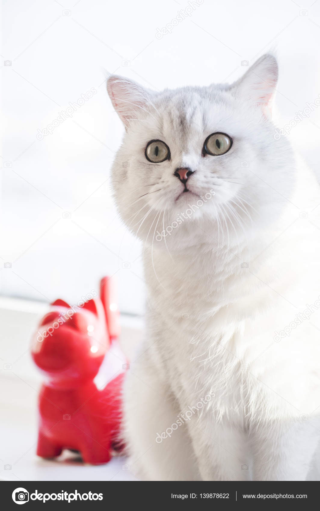 An amazing white cat with big cheeks and green British short