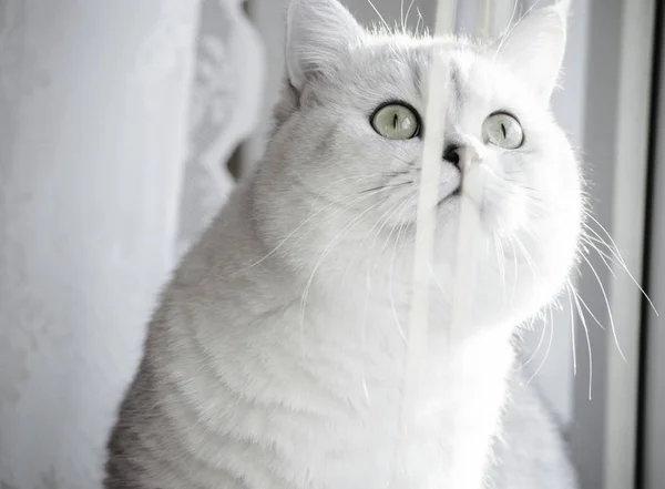 백색 영국 짧은 머리 고양이 보고 하 고 있다 창, 고양이 동물 애완 동물 — 스톡 사진