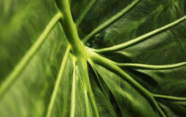 tropikal yaprak yeşil arka plan, ekolojik, çim ve soyut