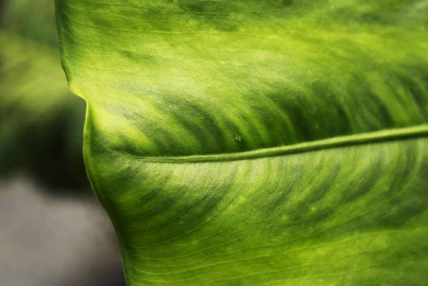 green tropical leaf background, ecological, grass and abstract