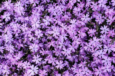 arka plan dokusu ile yaz mor Menekşe çiçek açan çiçekler