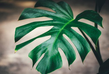 Yeşil doku arka plan yeşil yaz tropikal Monstera lea ile