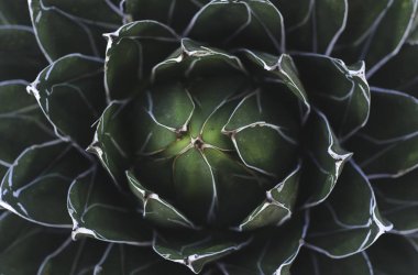 tatlı yeşil bir etli bitki