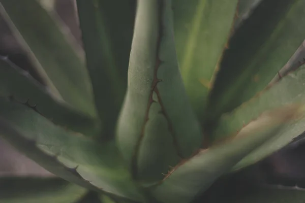 Agave plant isolated on green background close up