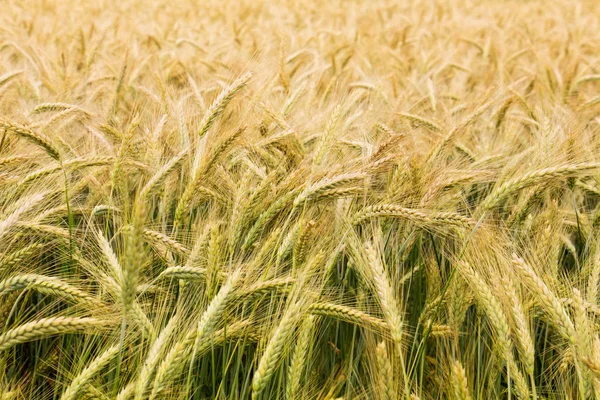 Teilweise gereiftes Getreide auf einem Feld - Nahaufnahme — Stockfoto