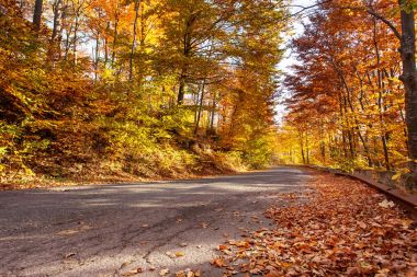 Düşmüş paslı yaprakları ile sonbahar yol