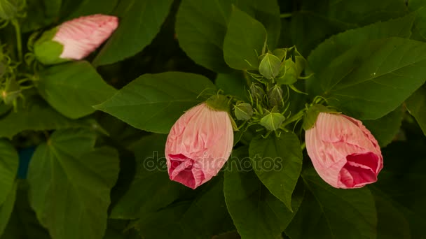 Time Lapse Hibiscus Buds Blooming Bush — Stock Video