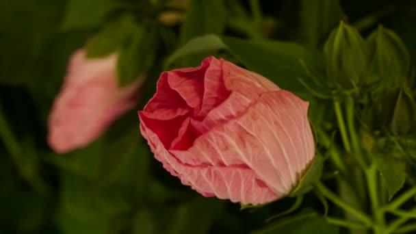 Time Lapse Hibiscus Buds Blooming Bush — Stock Video