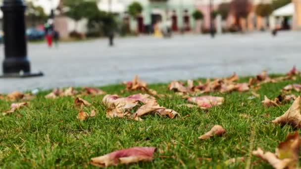 Fallendes Laub Park Auf Grünem Gras Vor Verschwommenem Stadthintergrund — Stockvideo