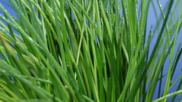 View Rotating Fresh Chives Green Leaves Blue Background — Stock Video