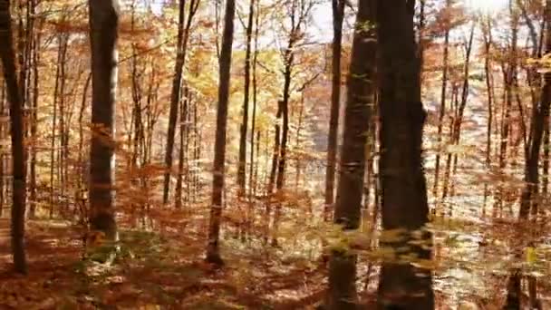 Movendo Através Floresta Iluminada Brilhante Outono Com Sol Que Brilha — Vídeo de Stock