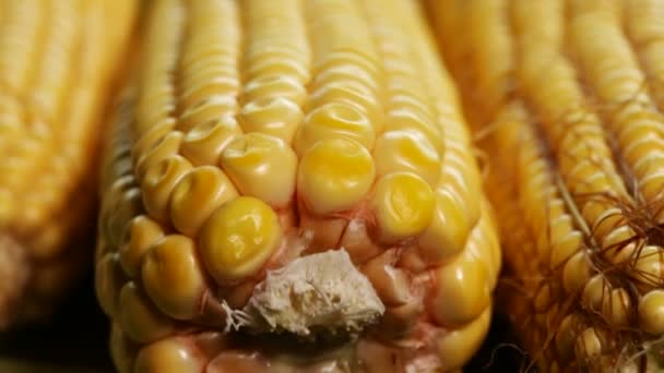 Bewegung Entlang Frischer Maiskolben Auf Dem Tisch Vergrößerung — Stockvideo