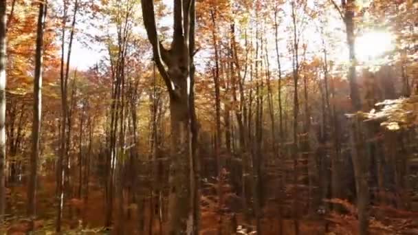 Herfst Bos Verlicht Met Zon Schijnt Takken Bewegen Door Helder ... Herfst Bos Verlicht Met Zon Schijnt Takken Bewegen Door Helder ...