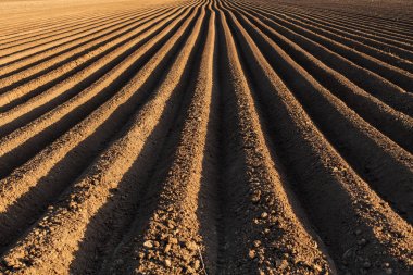 Potato field in the early spring with the sowing rows running to the horizon lit from one side at sunset time clipart