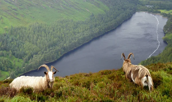 Üst Gölü Glendalough.Wicklow Mountains.Ireland Vadisi üzerinde dağ keçileri otlatmaya.