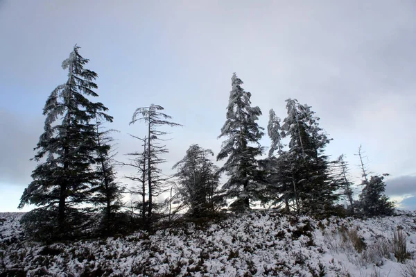 Kış akşamları dağların. Bir kar fırtınası sonra köknar ağaçlarının.