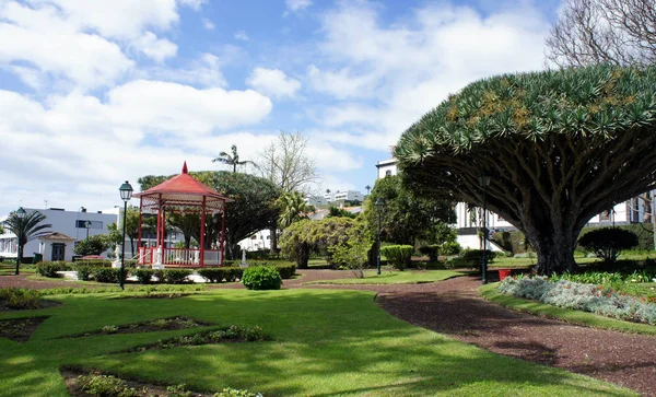 Dragon ağaçlarda Horta.Faial Island.Azores şehir parkları.