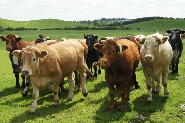 Een Kudde Van Jonge Stieren Het Weiland Van Lente Ierland — Stockfoto