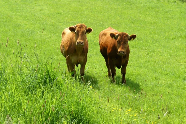 Yeşil çim iki kırmızı inek. İrlanda.