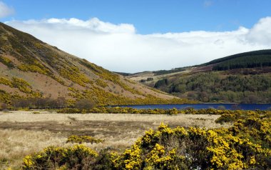 Ireland.Wicklow Mountains.Time çiçekli gorse.