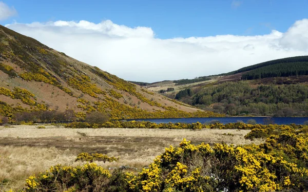 Ireland Wicklow Mountains Time Der Blühenden Ginster — Stockfoto