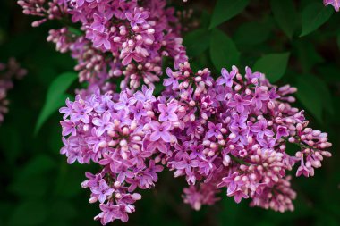 Bahar üzerinde güzel leylak