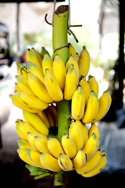 모든 사람을 먹기 위해 재배 바나나 스톡 이미지