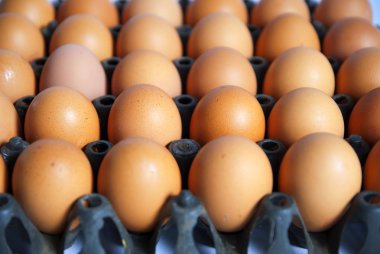 yumurta tavuk yemek için 