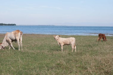 inek çiftliği kenar su
