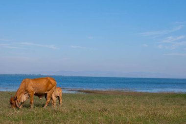 inek çiftliği kenar su