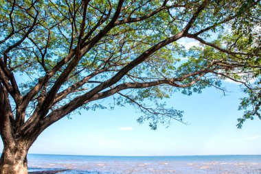 Ağaç tek başına kenar su