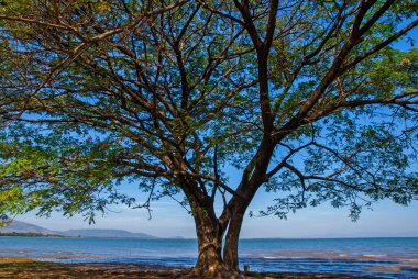 Ağaç tek başına kenar su