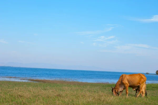 Cows in farm edge water — Stock Photo, Image