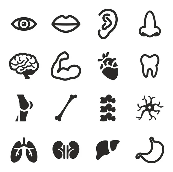 Human Anatomy Icons — Stock Vector