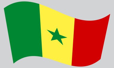 Senegal gri arka plan üzerinde sallayarak bayrak