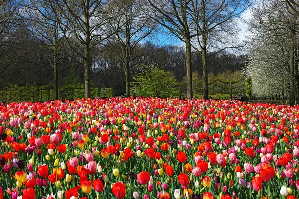 Colorful tulips in Keukenhof garden, Netherlands — Stock Photo, Image