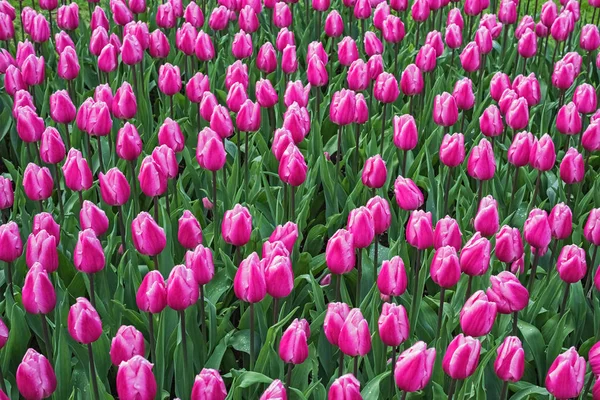 Blooming pink tulips, Keukenhof, Netherlands — Stock Photo, Image