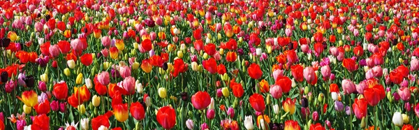 Panorama of blooming colorful tulips, Netherlands — Stock Photo, Image