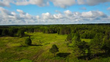 Panoramik yaz manzara, orman. Havadan görünümü