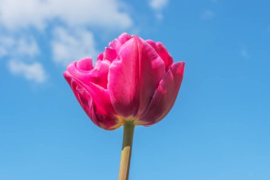 Mavi gökyüzü arka plan üzerinde Pembe Lale çiçek çiçeklenme