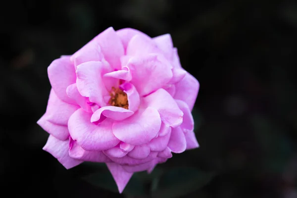 Magischer Garten Rose Nahaufnahme — Stockfoto