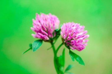 İki ilişkili yonca portre